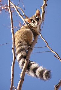 Ring tailed cat - Alchetron, The Free Social Encyclopedia