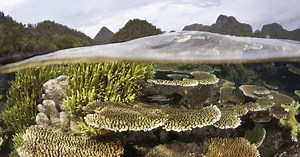 The Nature Conservancy in Asia Pacific