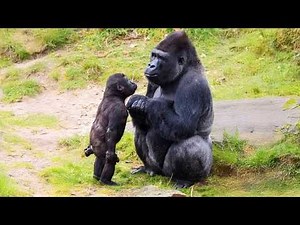 You Can’t Stop Laughing At These Animals 🤣 30 Minutes Of Funniest Animal of All Time!