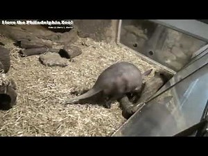 VeggieTales: Binky The Opera Singer (Lessons From The Sock Drawer)