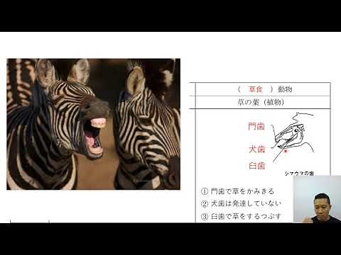 2年理科 生命 第２０回「動物のなかま分け（肉食動物・草食動物）（脊椎動物の分類①）」