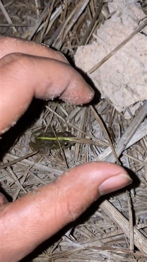 Catching Frogs, Catch Frog For Fun, Catching Frog funny - E020 #frog #wildlife #animals