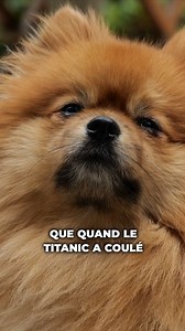 Le chien qui a survécu au Titanic ! (Enfin ce sont des chiens de cette race, pas ce chien là précisément, non lui il était pas né à l’époque… enfin bref !) Pour en apprendre encore plus sur le Spitz Allemand, vous avez une fiche de race entièrement dédiée à cette race sur la chaîne YouTube Esprit Dog ! | Esprit Dog - Tony Silvestre