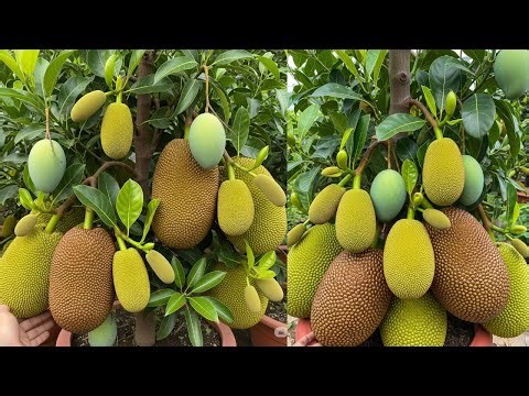 🔴 LIVE 🌱 ow to Propagate Mango & Jackfruit from Cuttings | One Tree, Two Fruits! #livestream #live