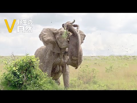 The Most Terrifying Elephant Attack Footage Ever Filmed on Earth | Wildlife