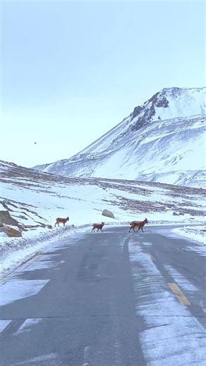 The sight of wildlife crossing the road is more than just a charming moment; it’s a visible sign of a healthy, functioning ecosystem. It demonstrates how effectively conservation is working in the area. This success is a direct result of the great effort by local communities, who have championed habitat protection and peaceful coexistence. Ultimately, these safe crossings are a symbol of the positive wildlife development and ecological recovery taking place. Video by: team Wakhan wildlife For jo