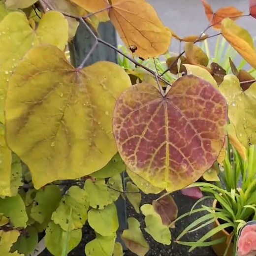 Redbud Flame Thrower