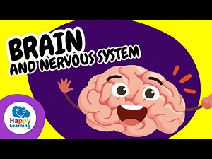 🧠✨ The Brain and the Nervous System | Educational Videos for Children | @HappyLearningENG - Videos For Kids