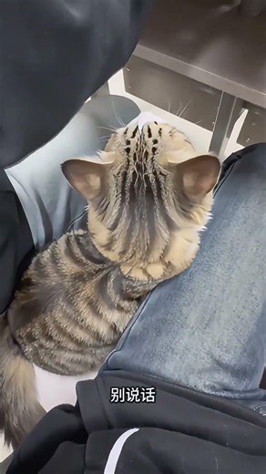 Tabby Kitten's Unlikely Transformation: From Feline to Spirit