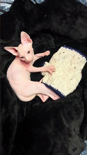 Have you ever heard a cat burp? #kitten #sphynx #hairlesscat #blackcat #catmom #burp