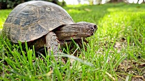 Land Turtle Sitting in Green Garden Grass, Gazing Towards Camera and Around with Curious Exploring Surrounding World, Shot from Low Angle, Close-Up.
