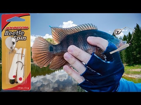 Beetle Spin Fishing Lures Catch Fish Anywhere!