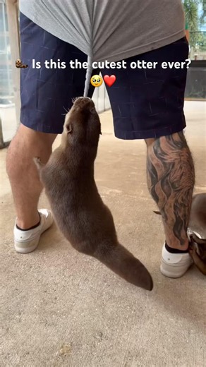 🦦 Can't stop watching! 😍#otter#shorts#youtubeshorts#funny#viral#trending#animalshorts# #ytshorts