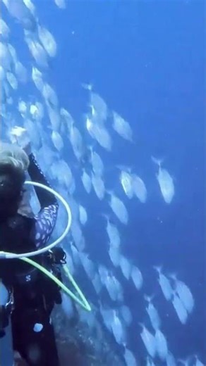 Diver's Magical Encounter with Fish School
