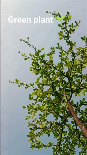 Terminalia#bonsai