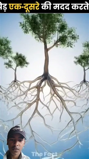 The hidden life of trees