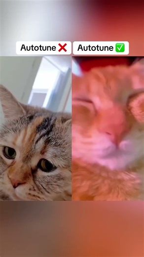Autotuned before and after kitty cats 🐱 #autotune #shorts
