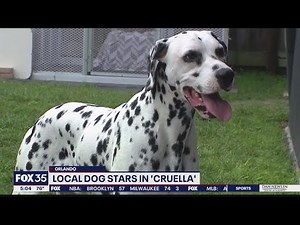 Local dog stars in Disney's 'Cruella'