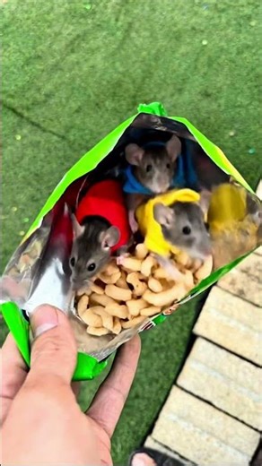 Don’t Eat Random Snacks! Hidden Bugs Found in Junk Food #JunkFoodWarning