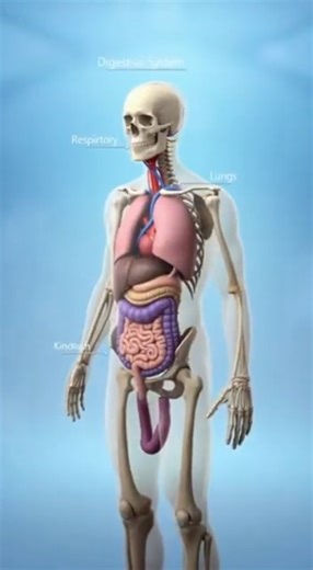“Inside the Human Body | A 3D Journey Through Every System” #anatomy
