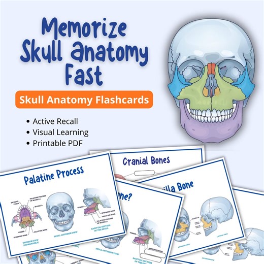 Skull Anatomy Flashcards Printable PDF, Medical Study Guide, Head and Neck Anatomy, Active Recall Study Cards for Students - Etsy