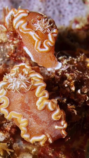 Philippinen tauchen, Malapascua #tauchen #diving #malapascua #philippines