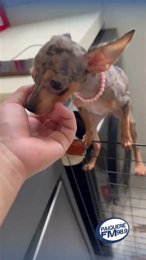 PEQUENA MAS VALENTE! PINSCHER DOLORES TENTA "FUGA" MIRABOLANTE DE CERCADINHO 🐶🧱