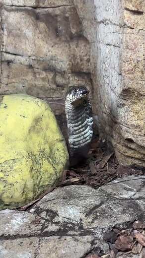 Egyptian Cobra: The Cutest Venomous Snake You'll See!