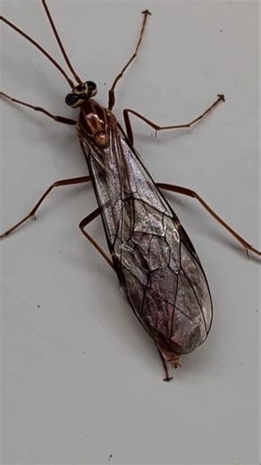 Ichneumon Wasp in February #nature #wasp #beneficialinsects #learnsomethingnew