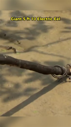 Discovering Electric Eels with Jeremy Wade | River Monsters