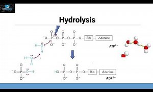 Hydrolysis of ATP – Lifeboat News: The Blog