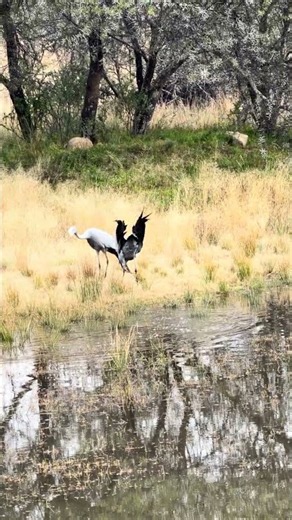 Dancing blue cranes in Mountain Zebra National Park, South Africa