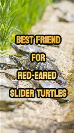 Best Tank Mates for Red-Eared Sliders 🐢❤️ Turtle's Perfect Companions! #shorts #turtle #reptilecare
