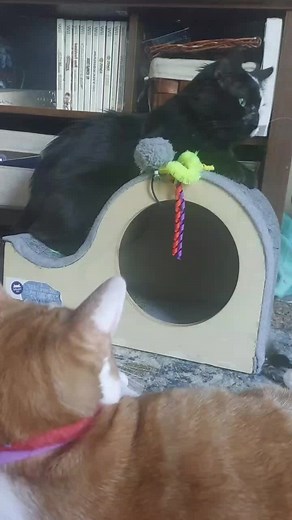 phantomoftheopurra (@phantomoftheopurra)’s videos with The Phantom Of The Opera: Overture - Andrew Lloyd Webber & The Phantom Of The Opera 1986 Studio Orchestra