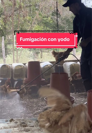 Beneficios del yodo en la producción avícola