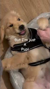Golden Retriever Pup vs. Harness