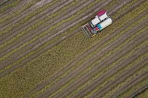 USDA: Produksi Beras RI Bakal Melonjak, Masih Perlu Impor tapi Turun Signifikan - Nasional Katadata.co.id