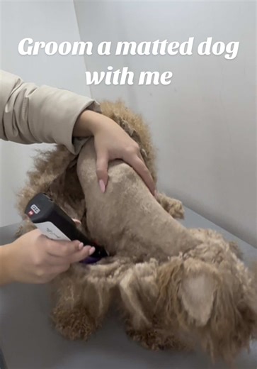 Transforming a Matted Dog's Look: A Fresh Start