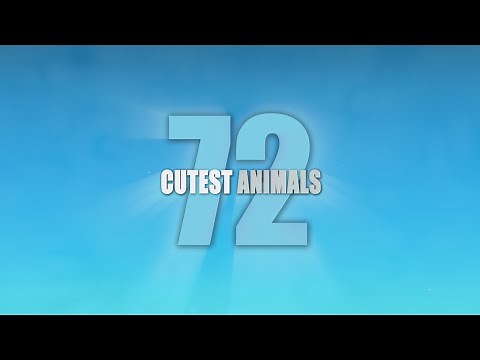 72 Cutest Animals - Trailer