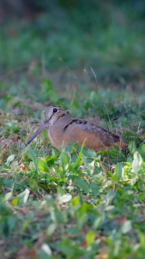 Watching this American Woodcock in daylight was one of my birding highlights of the year - possibly even the #1 spot?! This bird was visiting the yard of a friend of a friend in a nearby town. They kindly let me visit for a few minutes to watch the Woodcock do its classic moves, rocking back and forth for earthworms and invertebrates. This encounter is the only time I’ve ever seen an American Woodcock during the daytime, and I thought I would need to visit another state to witness something like