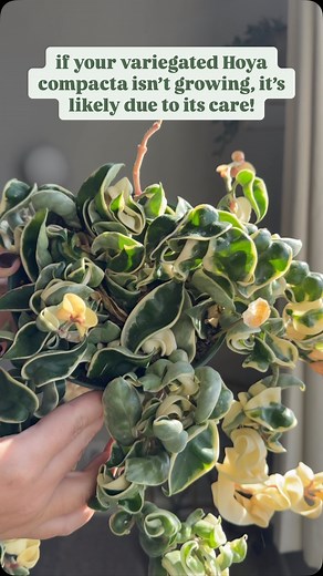 variegated Hoya compacta ALWAYS gets labeled a slow grower, but in reality, they often just are not getting the care they need. They need BRIGHT DIRECT light. I keep mine directly in a west window. It’s important the plant actually “sees the sun,” none of that BS *bright indirect light* crap. My variegated compacta get at least 2,000 foot candles for a few hours a day. They also need fertilizer. I feed mine every time I water with foliage pro, 1/2 an ounce per gallon. And no, you will not get fe
