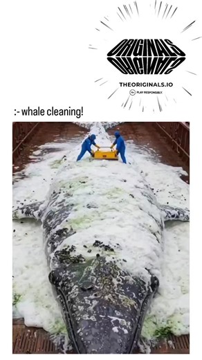 Unseen journey on Instagram: "The footage depicts a large chale (credit- @whale_cleaning_wonders3 (resembling a blue or humpback whale) lying on a grated platform on a ship's deck, surrounded by ocean. Workers in blue suits initially scrub the whale's skin with brushes and soap, creating foamy suds that wash away green algae-like buildup. Later, a green tractor equipped with extendable arms and high-pressure sprayers moves along the whale's body, blasting off clusters of barnacles and debris in 