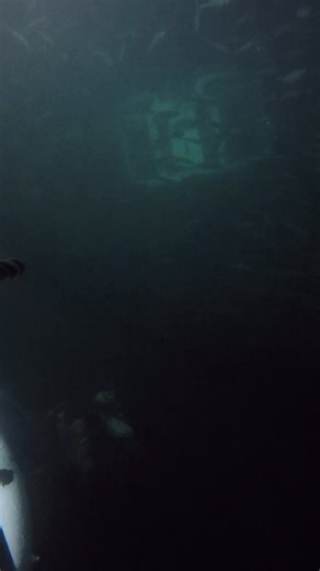 386K views · 4.5K reactions | “Filmed my diver partner jumping off...