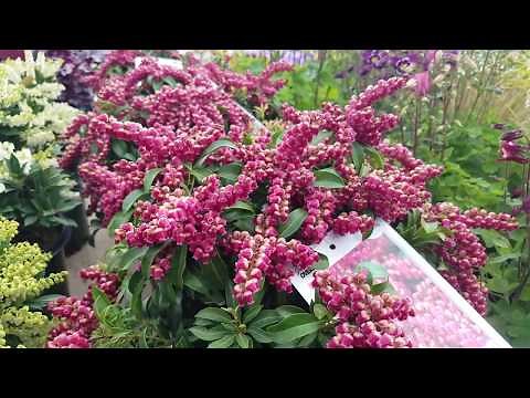 Pieris 'Dorothy Wycoff', 'Cavatine', & Passion Party™ 'Passion' (Japanese Andromeda)