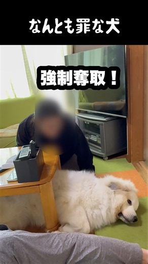 身内で奪い合われる罪な愛犬 #greatpyrenees #大型犬のいる生活 #大型犬と暮らす #大型犬 #グレートピレニーズ #癒し #愛犬 #犬のいる生活