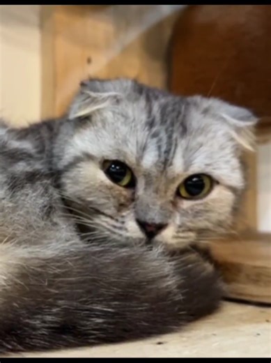 Visit the Perfect Cat Cafe with 20 Cats!