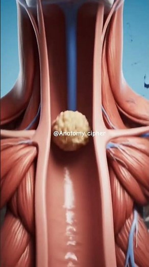 What Happens Inside You When You Swallow”