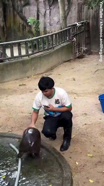 Moment internet sensation baby pygmy hippo Moo Deng 'bites' Thai zoo keeper