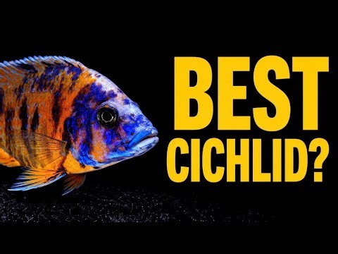 The BEST and WORST Popular Cichlids (Tier List)