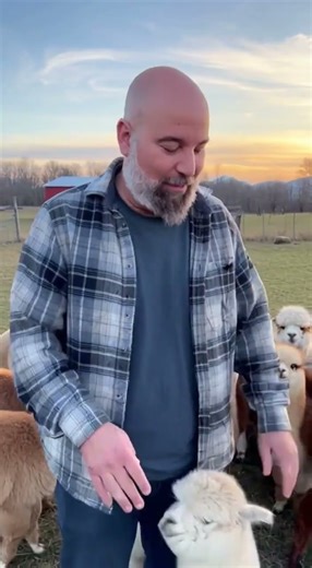 These Mini Alpacas Follow Me Everywhere on the Ranch